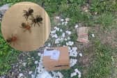 The box of baby tarantulas were inside a parcel which was found ripped open outside the couple's home in Chester-le-Street on Tuesday (May 13)