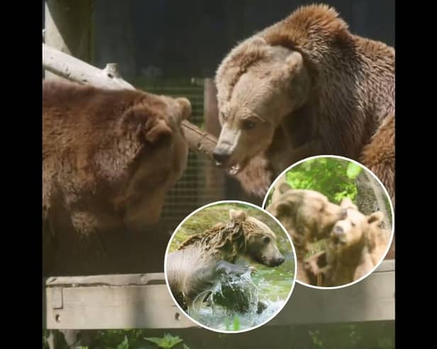 Boki the brown bear's heart-warming reunion with pals at wildlife park after life-saving brain surgery