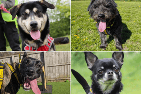 All these dogs are searching for their forever homes.
