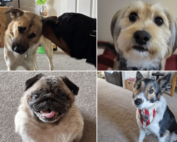 All of these dogs have found homes in the North East after being rescued.
