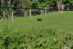The panther like cat caught on camera.