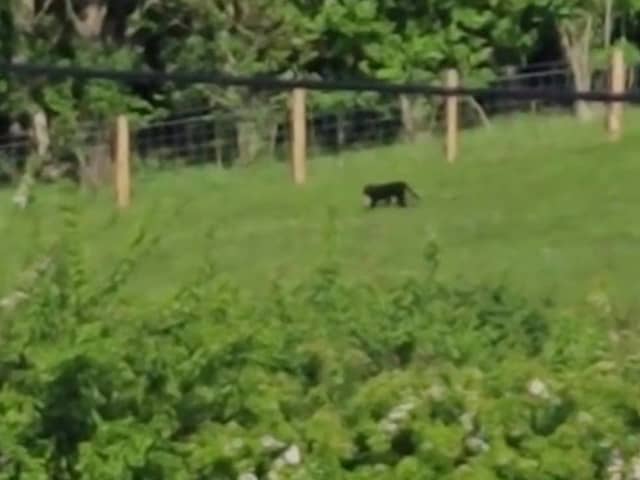 The panther like cat caught on camera.