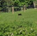 The panther like cat caught on camera.