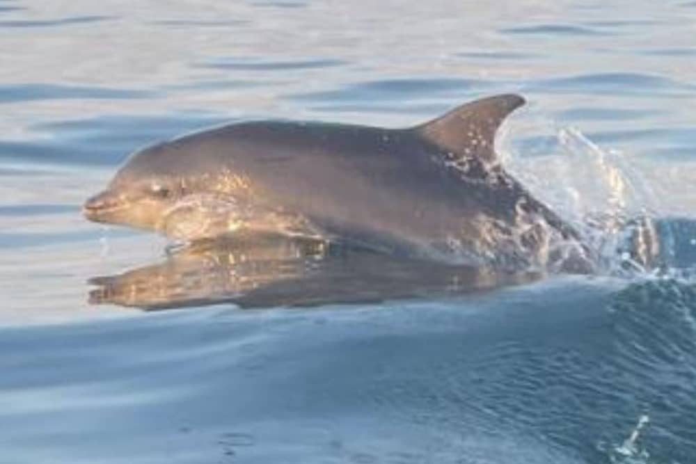 One of the dolphins captured on camera off the Sunderland coast.