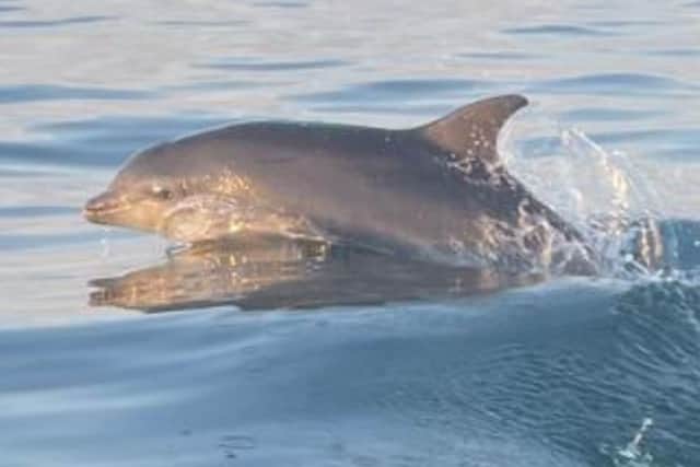 One of the dolphins captured on camera off the Sunderland coast.