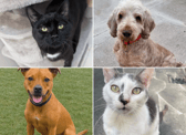 All these pets at Newcastle Dog & Cat Shelter are searching for a home.