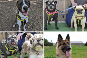 All these dogs are searching for their forever homes. 