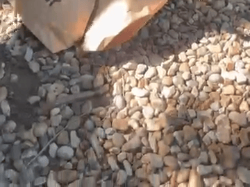 Arctic foxes share blood-lolly birthday treat