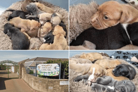 Newcastle Dog & Cat Shelter have welcomed the 'Carabao Pups' - named after Newcastle United's cup winning side.
