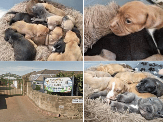 Newcastle Dog & Cat Shelter have welcomed the 'Carabao Pups' - named after Newcastle United's cup winning side.