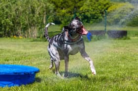 A leading dog expert has waded in on what our beloved pooches' different barks mean.
