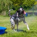 A leading dog expert has waded in on what our beloved pooches' different barks mean.