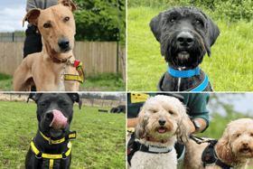 All these dogs are searching for their forever homes.
