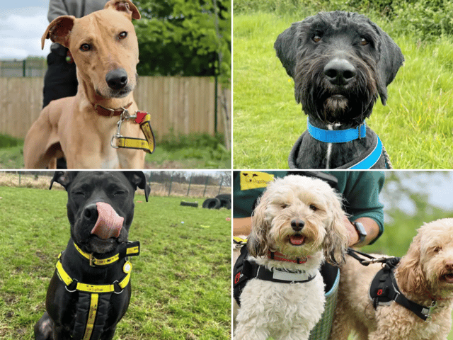 All these dogs are searching for their forever homes.