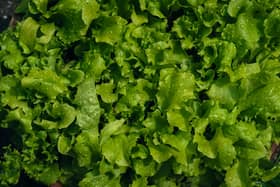 Lettuce water is once again growing in popularity on social media.