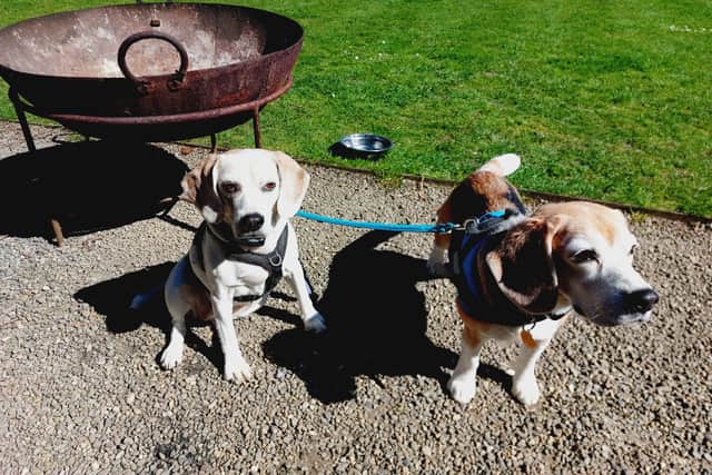 Beagles Dudley and Lola loved their stay.
