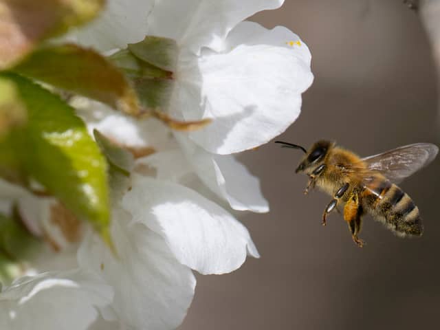 Around 10 people die in the UK every year from bee and wasp stings.