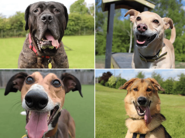 All these dogs are searching for their forever homes.