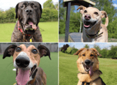 All these dogs are searching for their forever homes.
