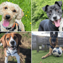 All these dogs are searching for their forever homes.
