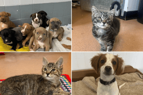 All these pets at Newcastle Dog & Cat Shelter are searching for a home. 