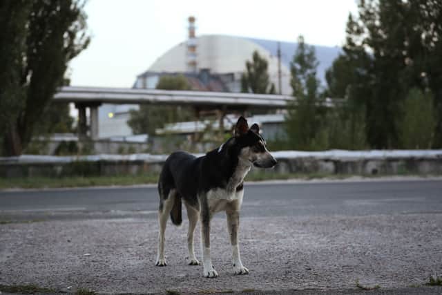 Vijay is travelling to Ukraine to help cats, dogs and other animals which have become the victims of war.