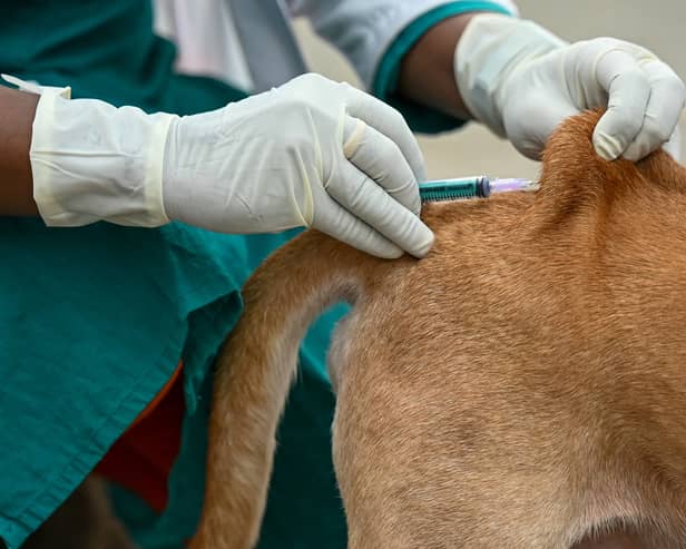 Should you be worried about rabies when on holiday?
