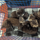 The RSPCA has rescued more than 100 cats from a single Tyne and Wear property.