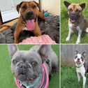 All these dogs are searching for their forever homes.