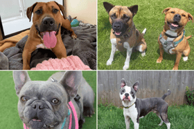 All these dogs are searching for their forever homes.