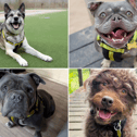 All these dogs are searching for their forever homes. 