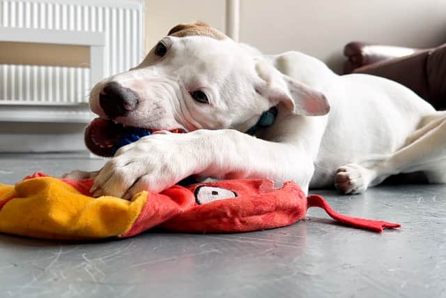 Milly relaxes with a tennis ball as her rehoming process is completed