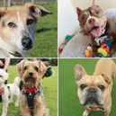 All these dogs are searching for their forever homes.