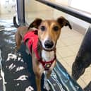 Dogs Trust Darlington are looking for a forever home for Twirl.