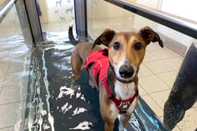Dogs Trust Darlington are looking for a forever home for Twirl.