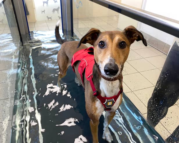 Dogs Trust Darlington are looking for a forever home for Twirl.