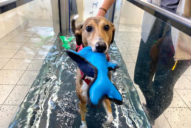 Twirl suffers from mild to moderate hip dysplasia, which is helped by him using the Dog Trust's underwater treadmill.
