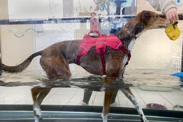 If Twirl is adopted in the North East, he will be able to use the underwater treadmill for free.