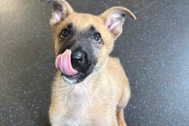 Police pup Jager was a stray on the streets.