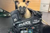Police pup Jager trying on his new uniform.