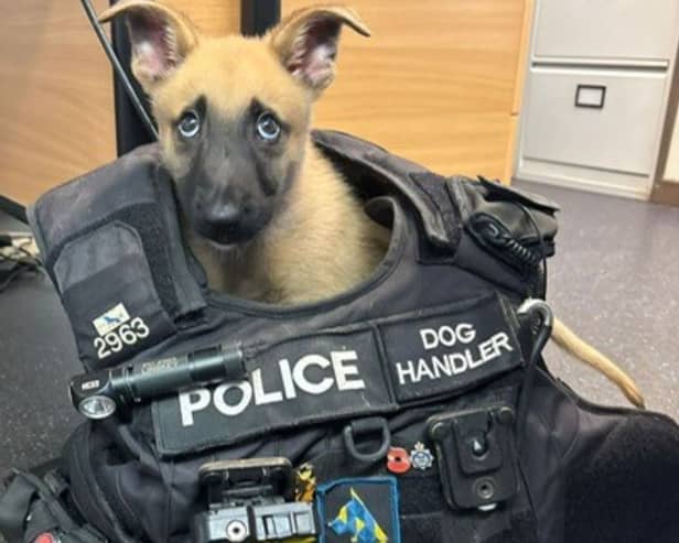 Police pup Jager trying on his new uniform.