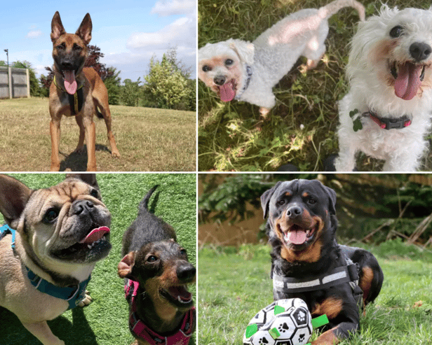 All these dogs are searching for their forever homes. 