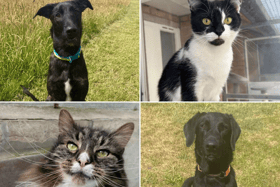 All these pets at Newcastle Dog & Cat Shelter are searching for a home.