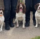 Police dogs Gracie, Angus and Teddy.