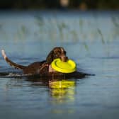 Our favourite lakes and ponds could pose a serious risks for your dog.