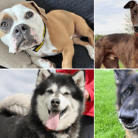 These 19 beautiful dogs and puppies at the Dogs Trust are looking for homes in the North East