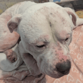 Monty was suffering from severe skin and ear diseases when he was taken into RSPCA care.