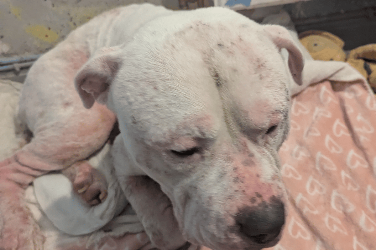 Hebburn man hit with animal ban after his dog was left with severe skin ...