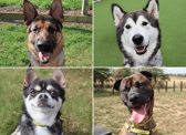 All these dogs are searching for their forever homes.