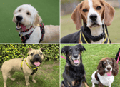 All these dogs are searching for their forever homes. 
